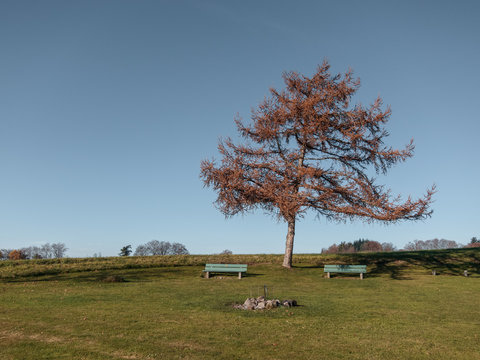 Tree in pastel colours with two benches in the countryside in Switzerland.