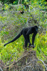 Central american spider monkey on top of a rock