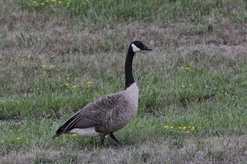 Goose 4