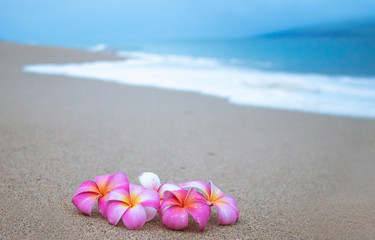 Bright Pink Flowers on Sandy Beach with Ocean in Background