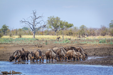 Blue wildebeest in Kruger National park, South Africa ; Specie Connochaetes taurinus family of Bovidae