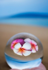 Plumeria Flowers on Sand with Ocean and Island Captured in Glass Ball Reflection