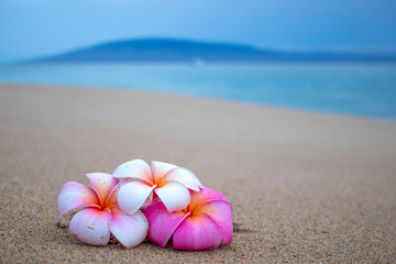 Three Bright Plumeria Flowers on Sand wth Island and Ocean in Background