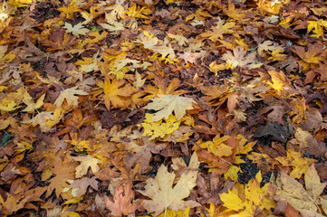 Autumn leaves wallpaper