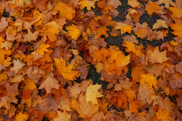 lot of colorful autumn leaves on ground .Background theme