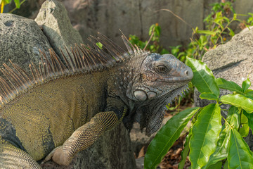 Green Iguana