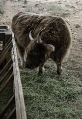 Ox in a farm