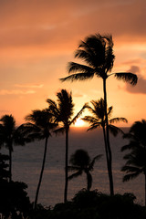 Obraz premium Vertical Sunset with Sun on Ocean Horizon and Palm Trees Silhouette