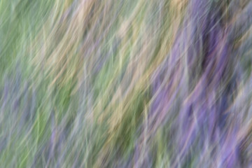 Lavender stripes