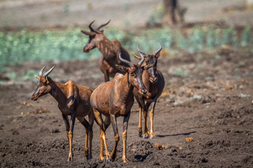 Common tsessebe in Kruger National park, South Africa ; Specie Damaliscus lunatus lunatus family of Bovidae