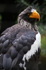 Sea Eagle Close Up