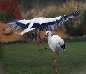 Fototapeta premium Landing White Stork