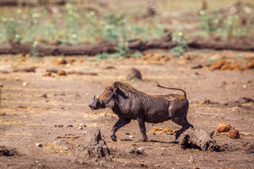 common warthog in Kruger National park, South Africa ; Specie Phacochoerus africanus family of...