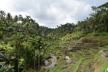 Fototapeta na wymiar Tegallalang rice terrace