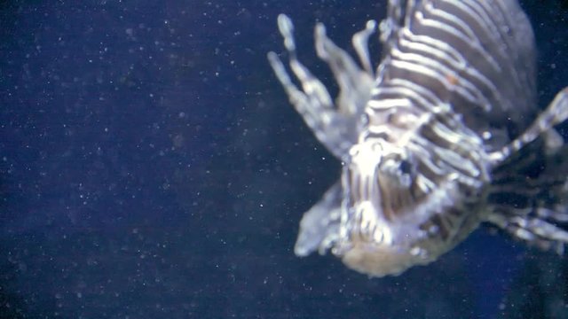 Rotfeuerfisch