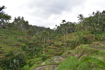 Fototapeta na wymiar Rice terrace in Ubud