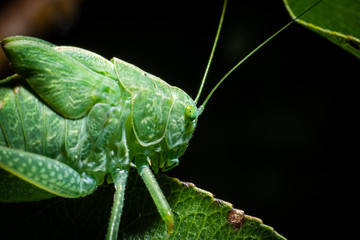 Green Katydid on green leaf