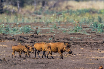 common warthog in Kruger National park, South Africa ; Specie Phacochoerus africanus family of...