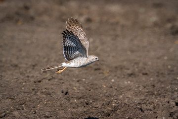 Dark Chanting Goshawk in Kruger National park, South Africa ; Specie Melierax metabates family of Accipitridae