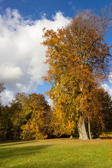 autumn in a park north of Copenhagen
