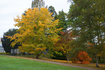 autumn in a park north of Copenhagen