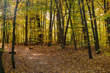 Obraz premium autumn in a park north of Copenhagen