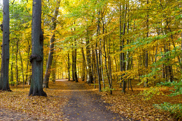 autumn in a park north of Copenhagen