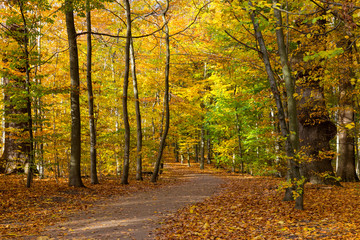 Obraz premium autumn in a park north of Copenhagen