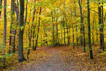 autumn in a park north of Copenhagen