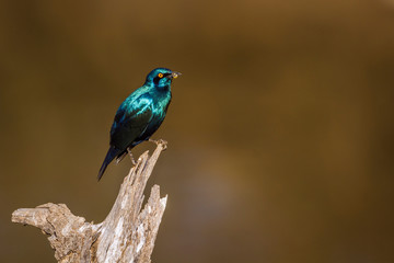 Greater Blue-eared Glossy Starling in Kruger National park, South Africa ; Specie Lamprotornis...