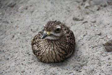 bird nesting