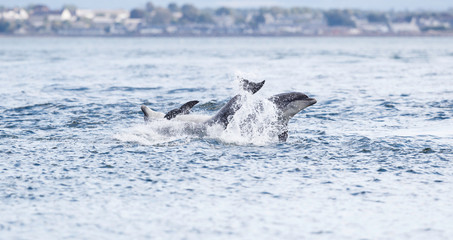 Wild dolphin in playful mood while hunting for migrating Atlantic Scottish salmon in the Moray...