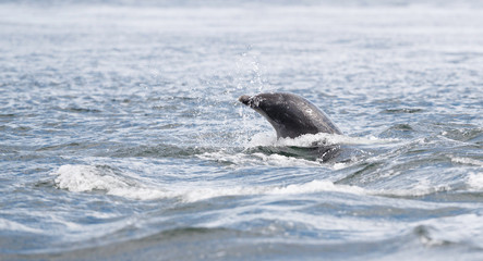 Wild dolphin in playful mood while hunting for migrating Atlantic Scottish salmon in the Moray...