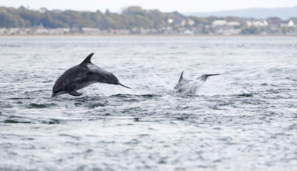 Wild dolphin in playful mood while hunting for migrating Atlantic Scottish salmon in the Moray Firth in the Scottish Highland.