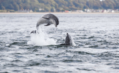 Wild dolphin in playful mood while hunting for migrating Atlantic Scottish salmon in the Moray Firth in the Scottish Highland.