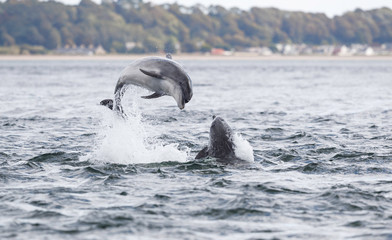 Wild dolphin in playful mood while hunting for migrating Atlantic Scottish salmon in the Moray...