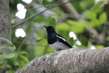 black headed bird
