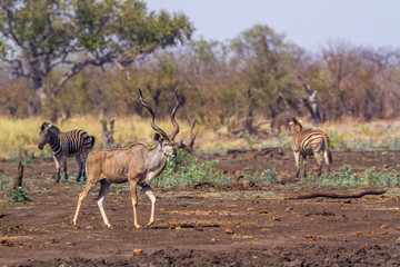 Greater kudu in Kruger National park, South Africa ; Specie Tragelaphus strepsiceros family of Bovidae