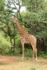 Giraffe eating and wondering