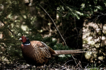 Cock Pheasant