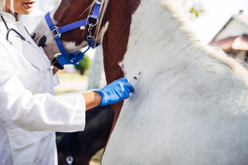 Veterinarian giving medical treatment to a beautiful horse outdoors at ranch.