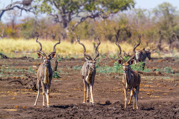 Greater kudu in Kruger National park, South Africa ; Specie Tragelaphus strepsiceros family of Bovidae