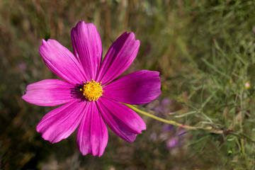 Fototapeta premium Cosmos blooming in full sun