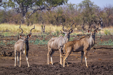 Greater kudu in Kruger National park, South Africa ; Specie Tragelaphus strepsiceros family of Bovidae