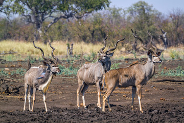 Naklejka na ściany i meble Greater kudu in Kruger National park, South Africa ; Specie Tragelaphus strepsiceros family of Bovidae