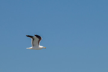 Seagull flying through the air