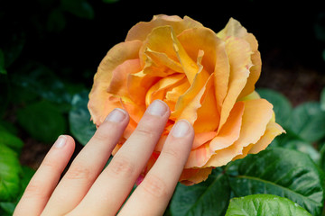 Beautiful colorful Rose Flower in hand