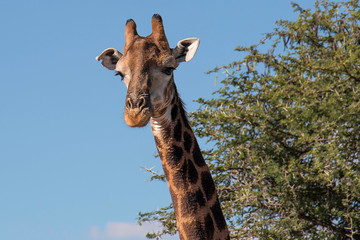 Close up portrait of a Giraffe looking at the camera