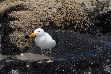 Seagull sitting on rock in the sun