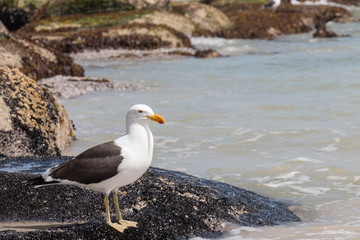 Seagull resting on rocks in the sun